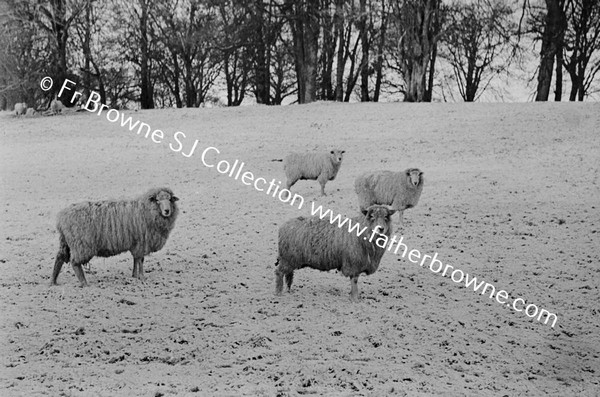 SNOW SCENE  SHEEP